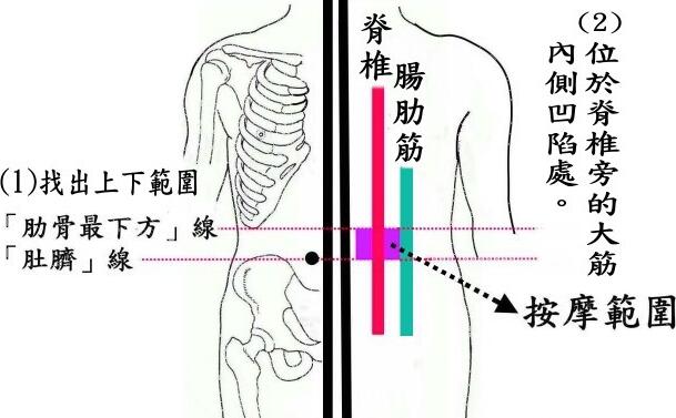 肾俞的准确位置图和作用