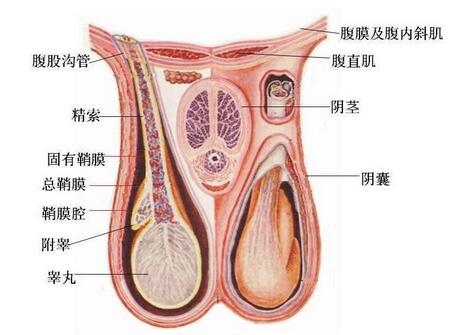 假两性畸形男性图片