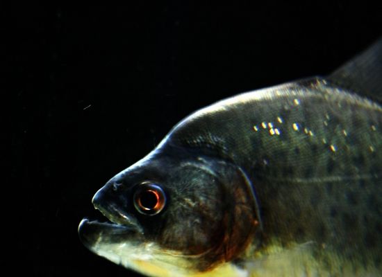 秘鲁黑色食人鱼图片