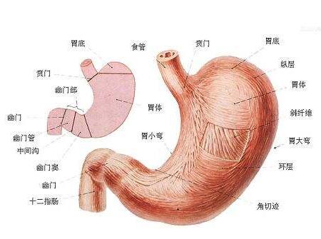 胃高胃突出是怎么回事图片