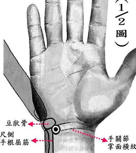 取穴方法:神門穴位於腕部,腕掌側橫紋尺側端,尺側腕屈肌腱的橈側凹陷