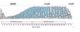 子宫内膜增厚怎么办 子宫内膜增厚可以治疗吗