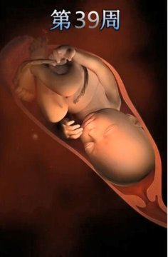 胎儿在子宫里的位置图图片